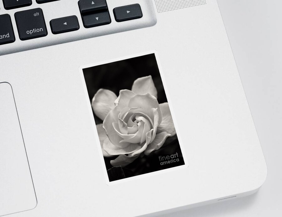 Gardenia Sticker featuring the photograph Gardenia Bloom in Sepia by Jill Lang
