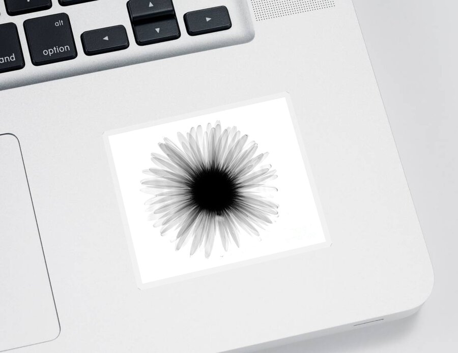 Nature Sticker featuring the photograph Gerber Daisy X-ray by Bert Myers