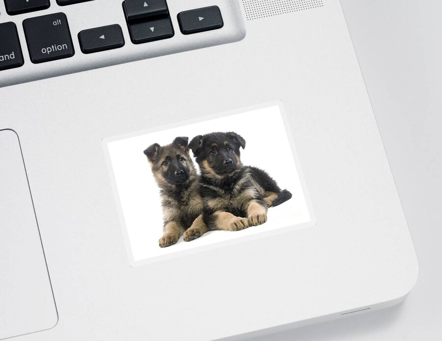 Dog Sticker featuring the photograph German Shepherd Puppies by Jean-Michel Labat