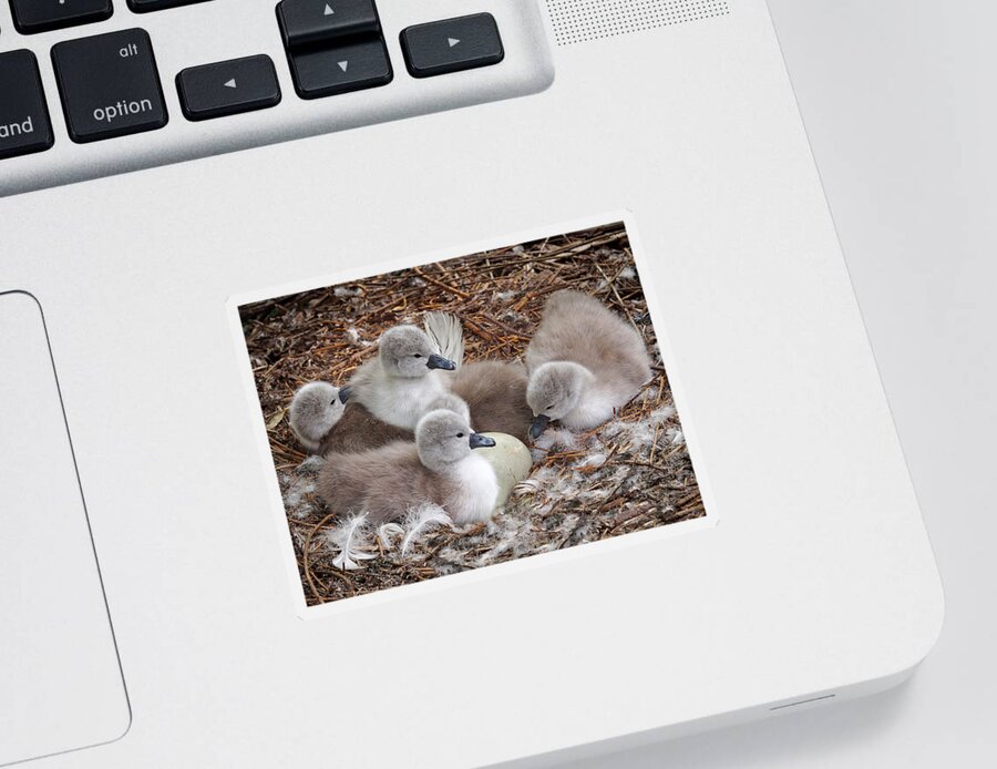 Cygnet Sticker featuring the photograph Get Cracking - You're Late by Gill Billington