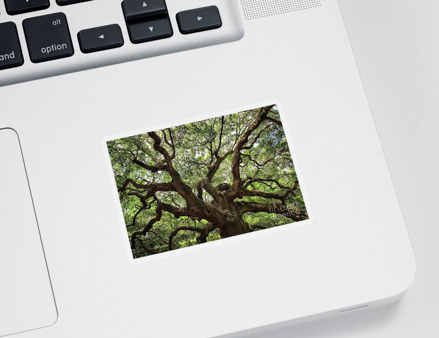 Angel Oak Sticker featuring the photograph Giant Angel Oak by Adam Jewell