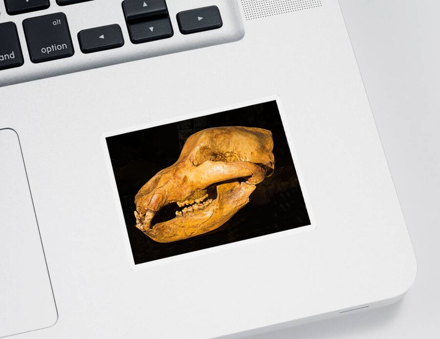 Nature Sticker featuring the photograph Giant Long Horned Bison Skull Fossil by Millard H. Sharp