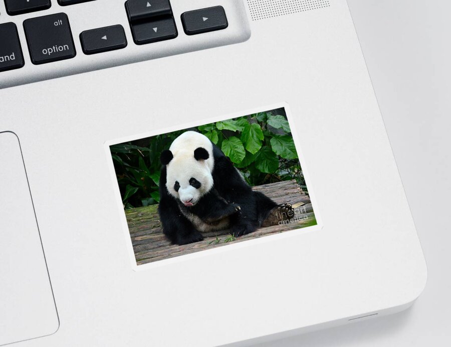 Panda. Bear Sticker featuring the photograph Giant Panda with tongue touching nose at River Safari Zoo Singapore by Imran Ahmed