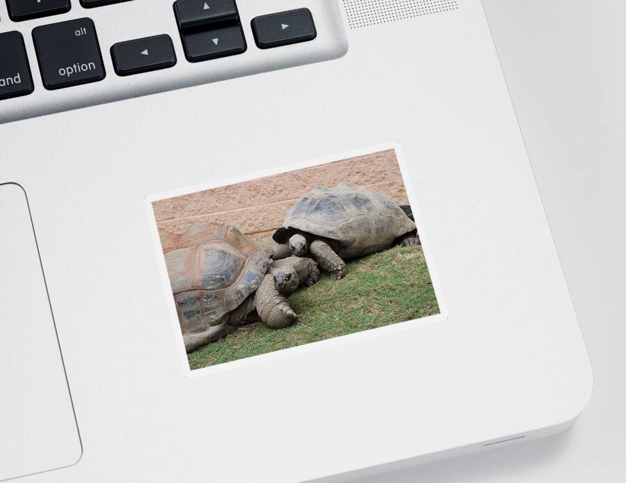Tortoise Sticker featuring the photograph Giant Tortoises by Jennifer Ancker