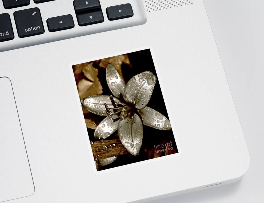 Lily Sticker featuring the photograph Gilded Lilies 2 by Linda Bianic