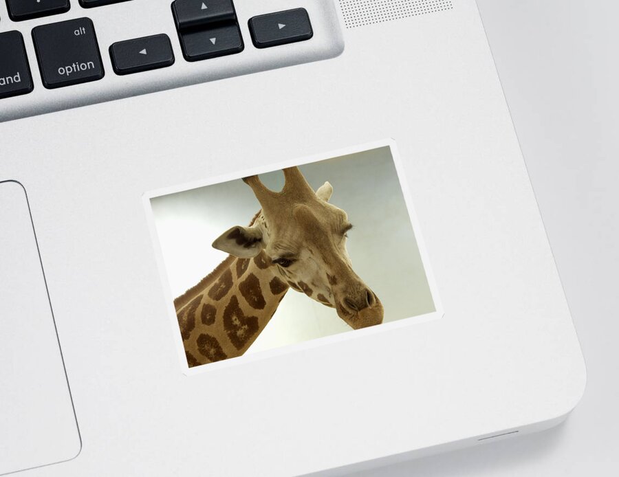 Giraffe Sticker featuring the photograph Giraffe by Bob Slitzan