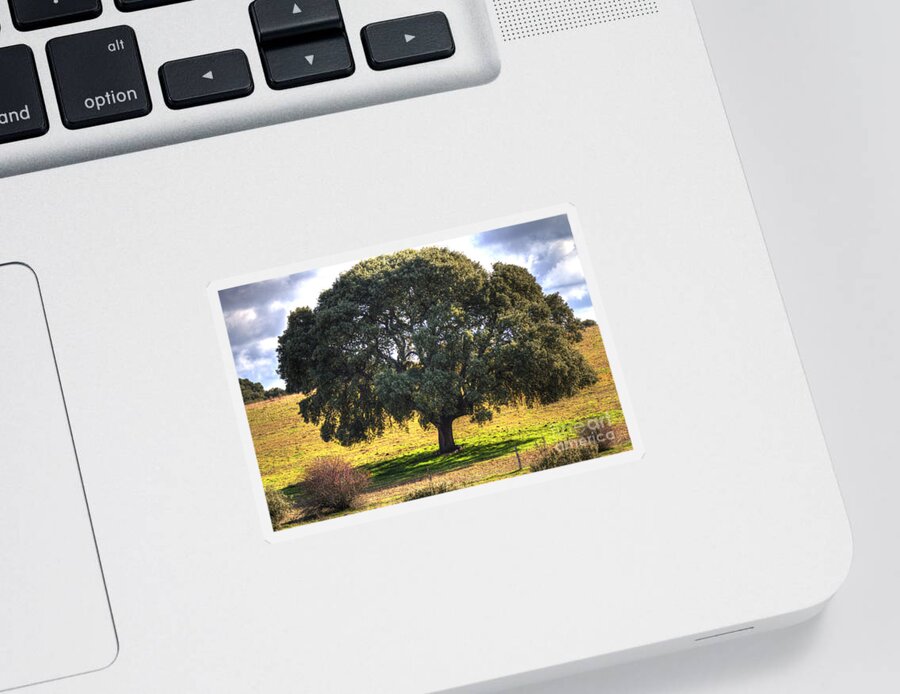 Tree Sticker featuring the photograph Giving Shadow by Heiko Koehrer-Wagner