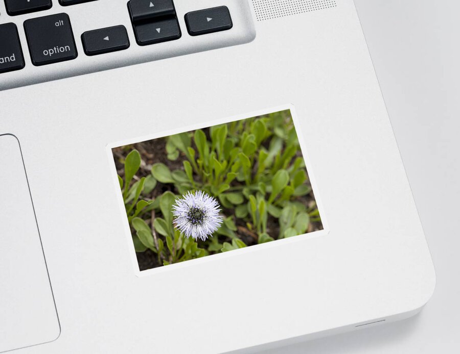 Canada Flora Sticker featuring the photograph Globe Daisy by Hal Horwitz