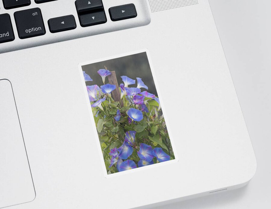 Morning Glory Flower Sticker featuring the photograph Glory in the Morning by Kim Hojnacki