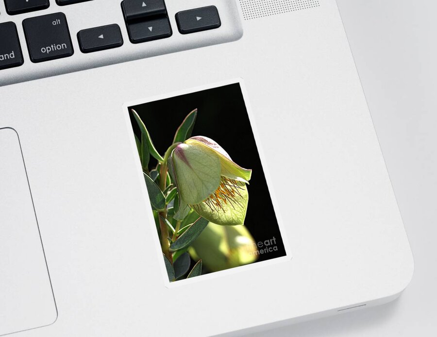 Qualup Flower Sticker featuring the photograph Glow of the Bell by Joy Watson
