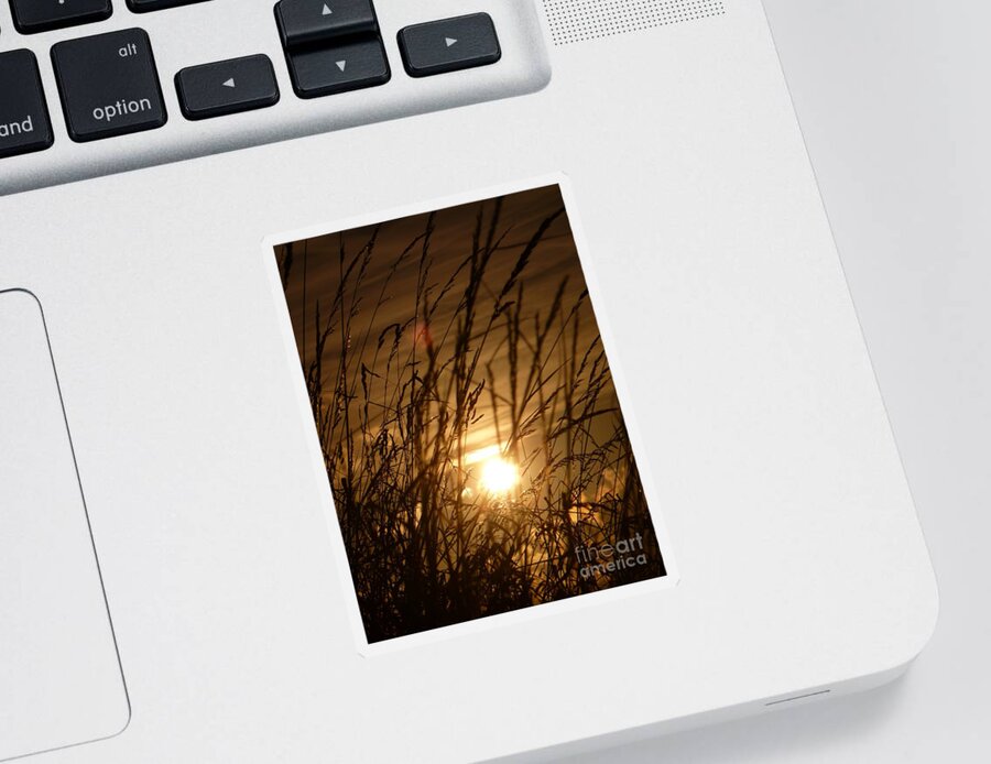 Sunset Sticker featuring the photograph Glow Through The Grass by Vicki Spindler