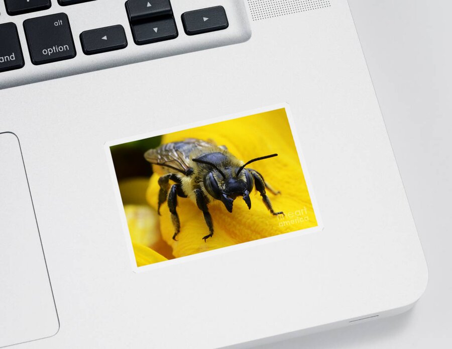 Bee Sticker featuring the photograph Go Ahead Make My Day by Bob Christopher