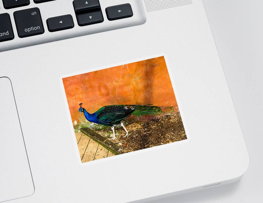 Peacock Sticker featuring the photograph Going For A Walk by Robert L Jackson
