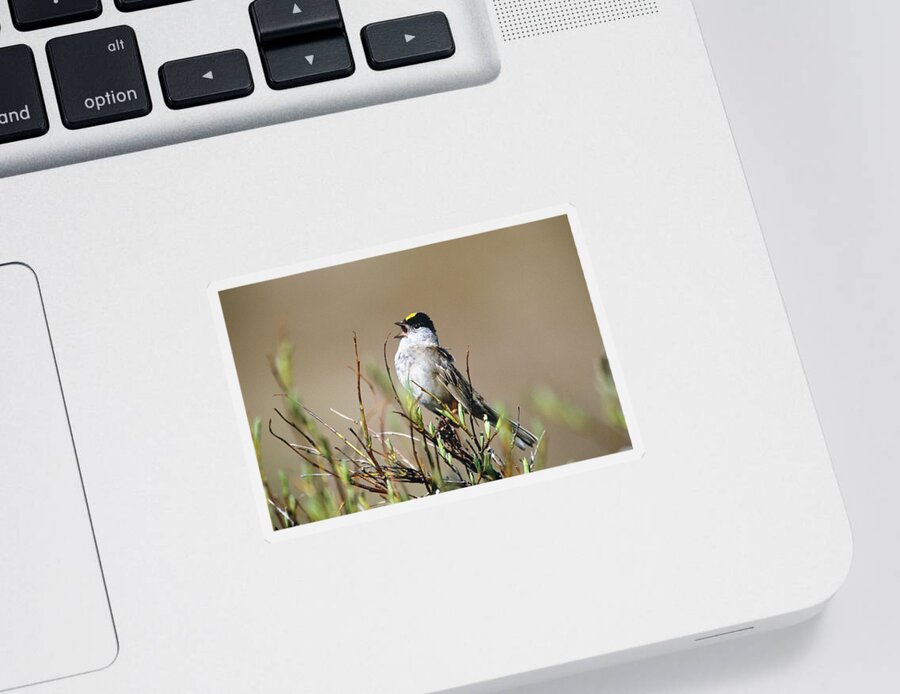 Golden-crowned Sparrow Sticker featuring the photograph Golden-crowned Sparrow Singing by Paul J. Fusco
