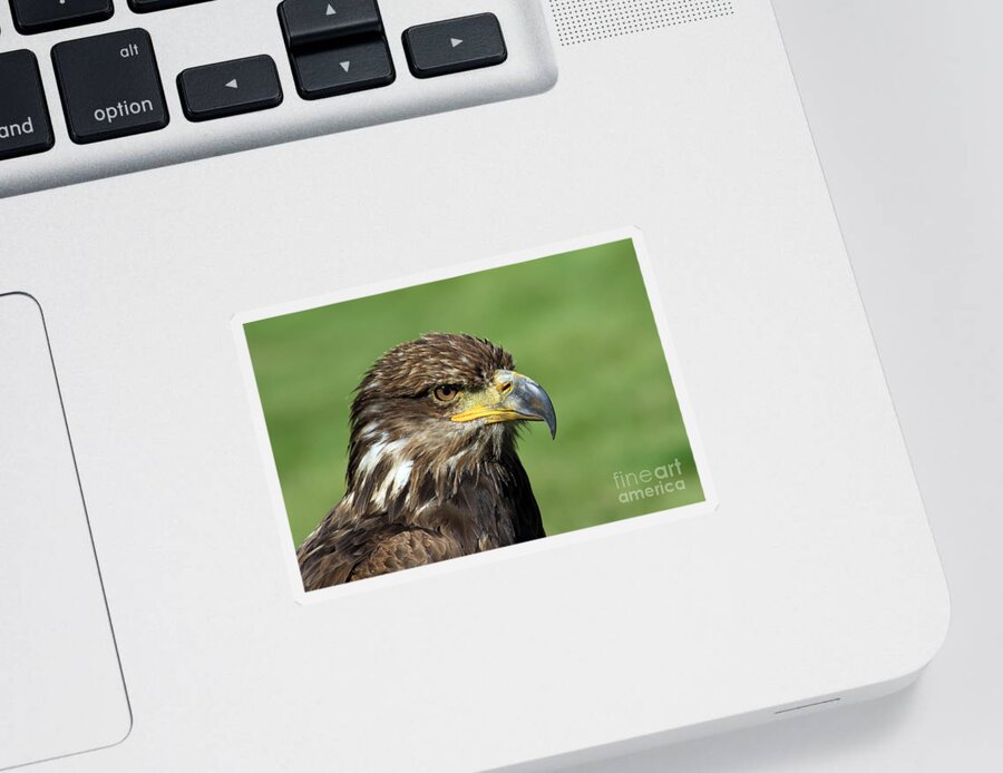 Animal Sticker featuring the photograph Golden Eagle by Teresa Zieba