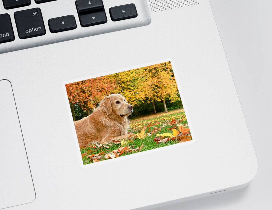 Golden Retriever Sticker featuring the photograph Golden Retriever Dog Autumn Day by Jennie Marie Schell