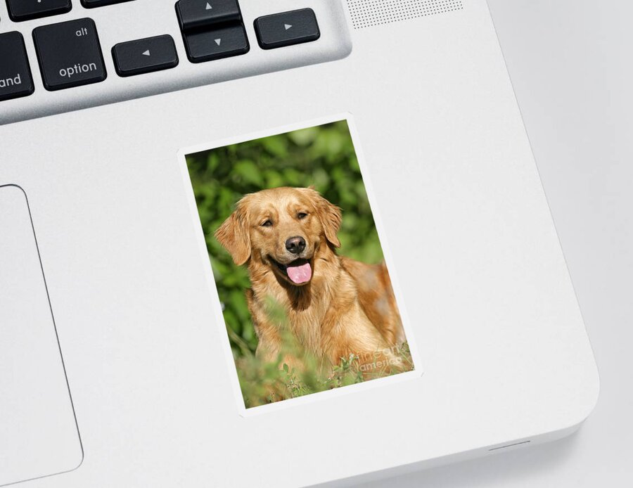 Dog Sticker featuring the photograph Golden Retriever by Rolf Kopfle