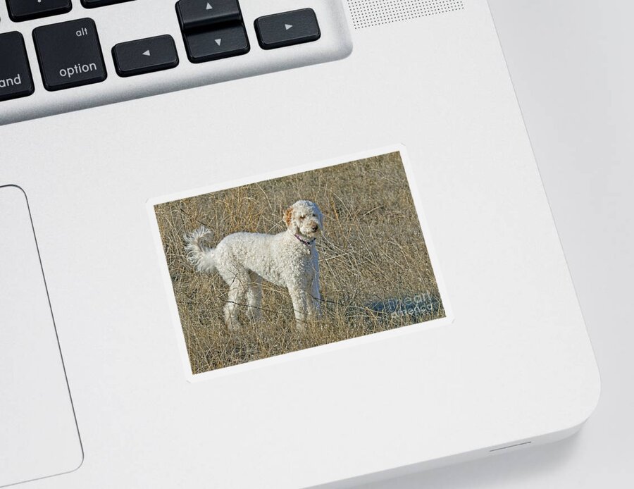 Nature Sticker featuring the photograph Goldendoodle by William H. Mullins