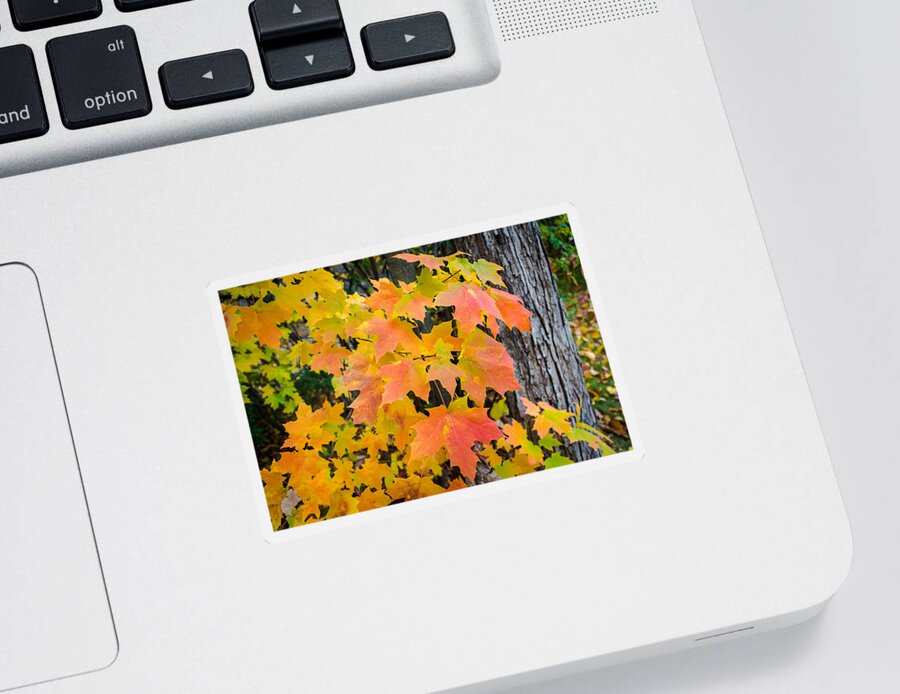 Fall Sticker featuring the photograph Goodbye Gorgeous by Bill Pevlor