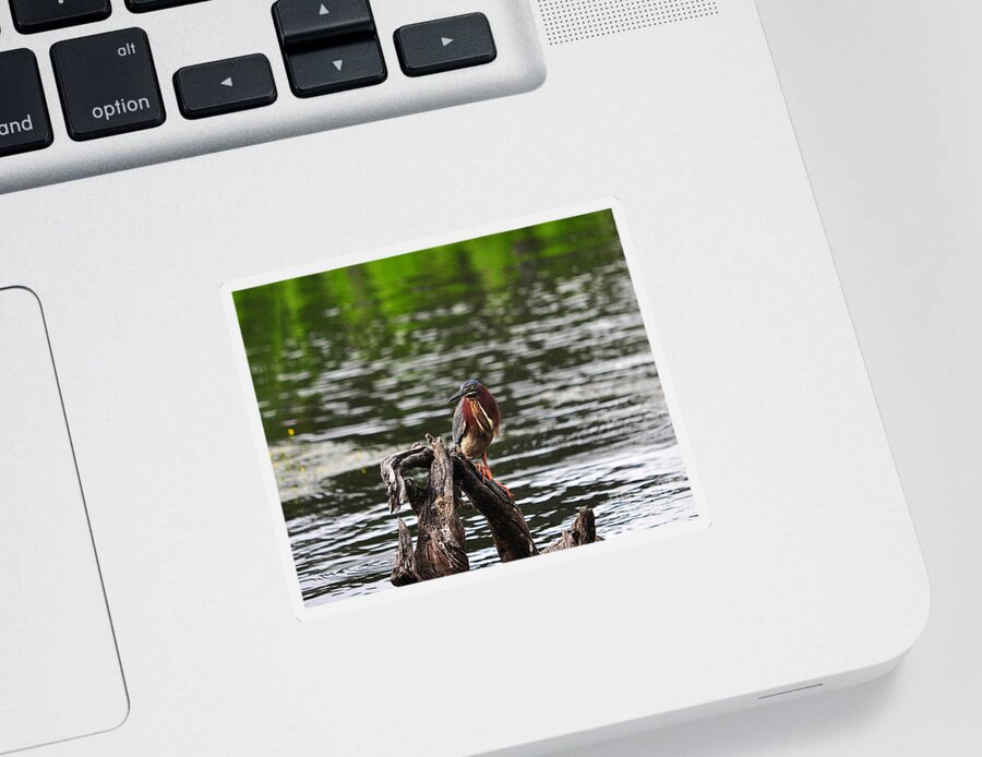 Heron Sticker featuring the photograph Gorgeous Green Heron by Al Powell Photography USA