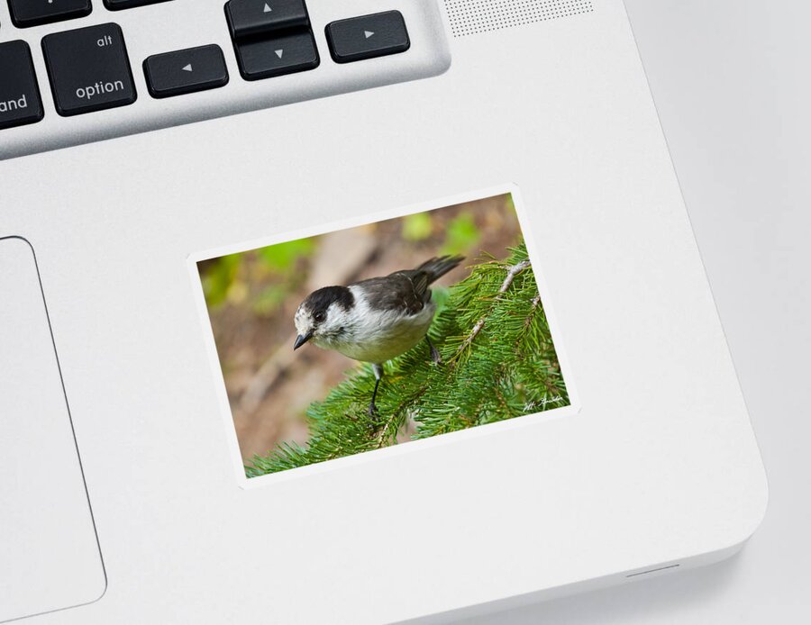 Animal Sticker featuring the photograph Gray Jay on Fir Tree by Jeff Goulden