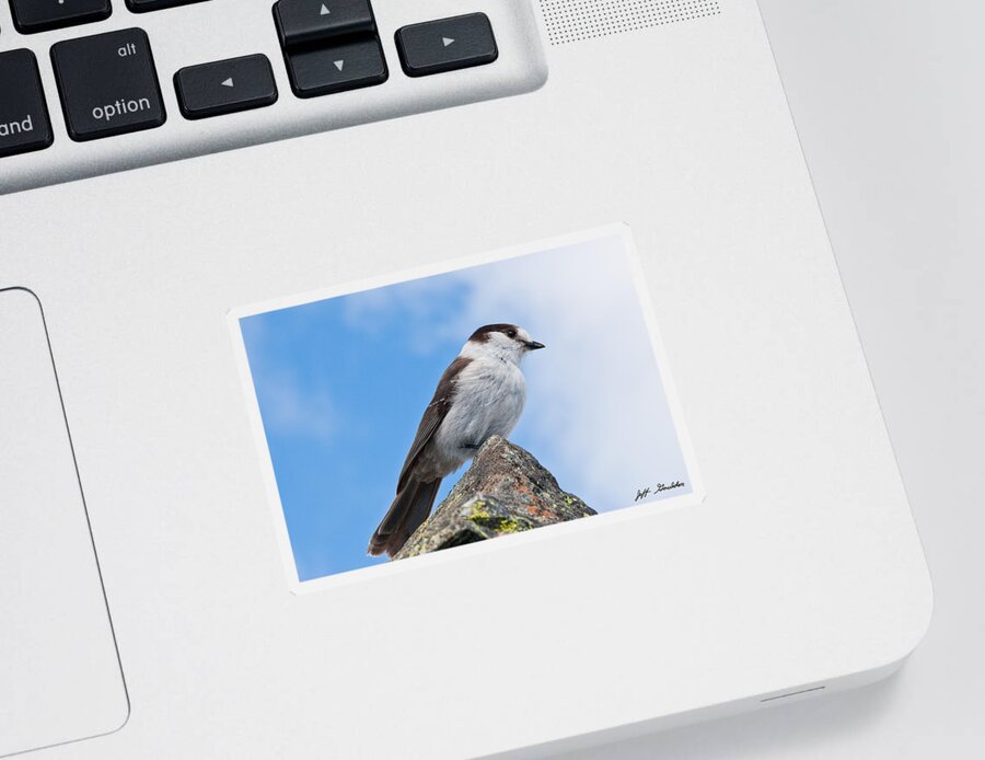 Animal Sticker featuring the photograph Gray Jay With Blue Sky Background by Jeff Goulden