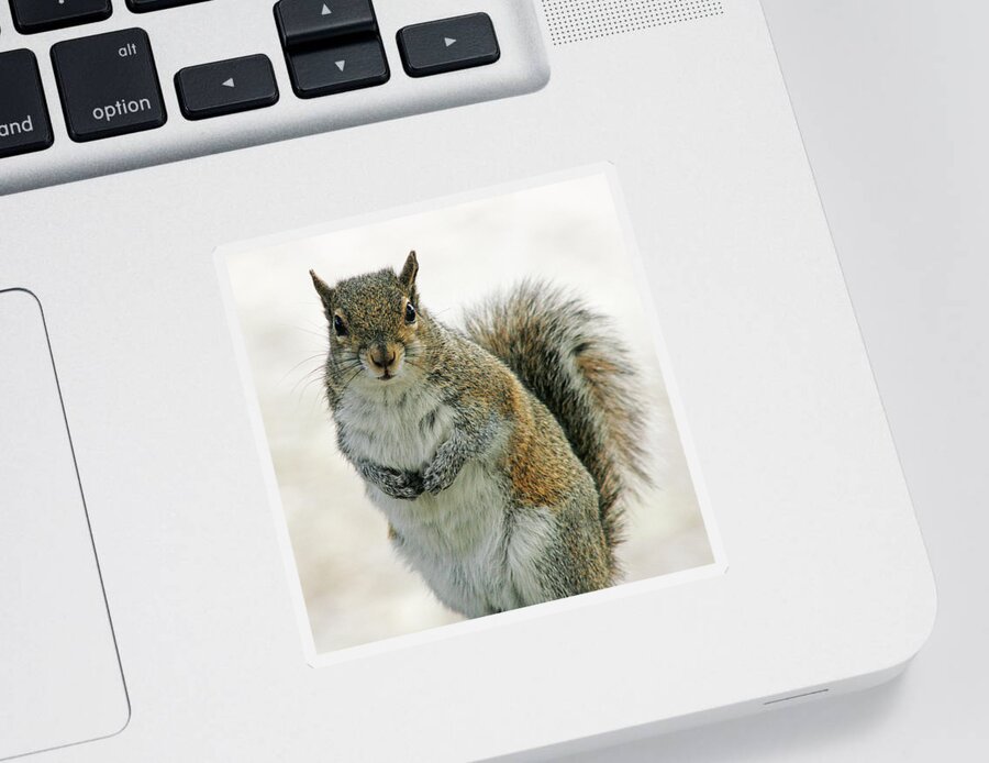 Nature Sticker featuring the photograph Gray Squirrel by Cindi Ressler