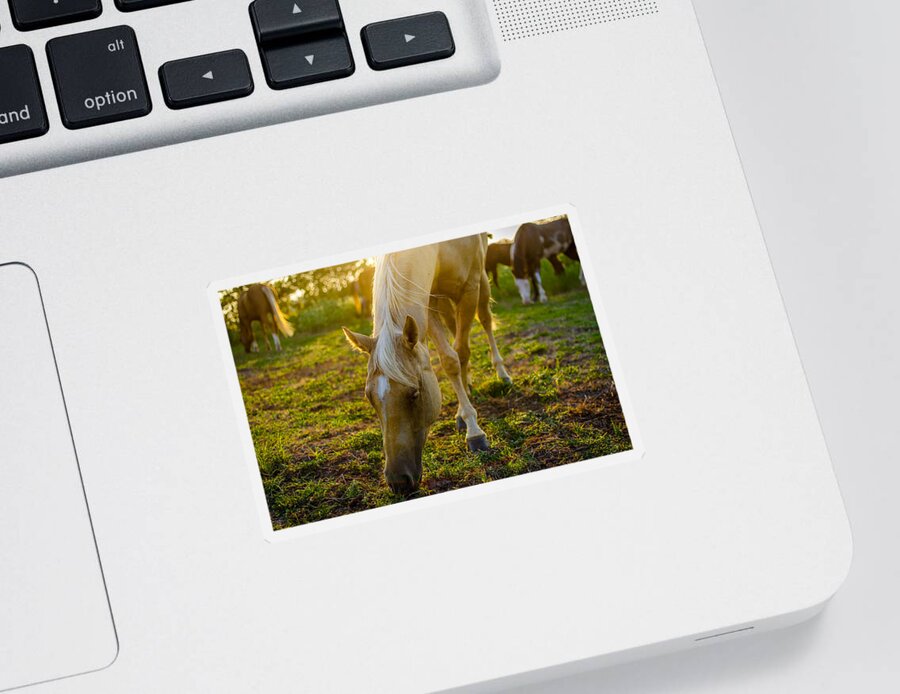 Horse Sticker featuring the photograph Grazing at Sunset by David Morefield