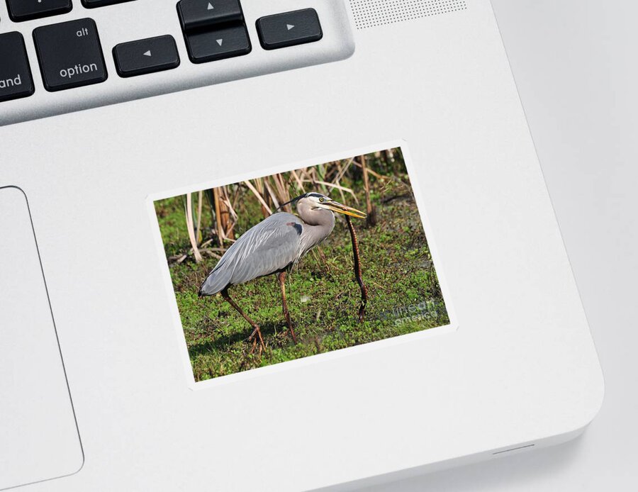 Heron Sticker featuring the photograph Great Blue Heron And The Banded Water Snake by Kathy Baccari