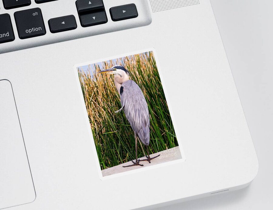 2013 Sticker featuring the photograph Great Blue Heron by Edward Fielding