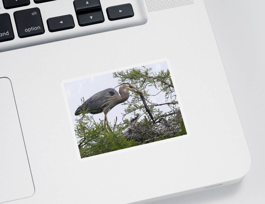 Birds Sticker featuring the photograph Great Blue Heron Feeding It's Chicks by Kathy Baccari
