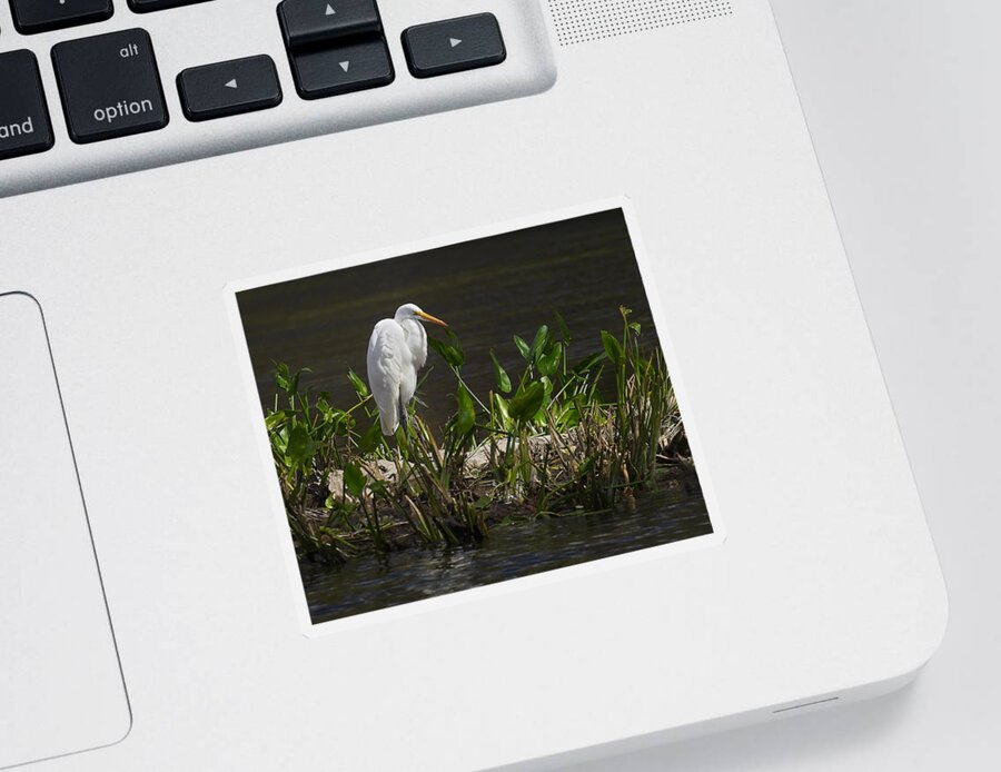 Florida Sticker featuring the photograph Great Egret by Bill Chambers