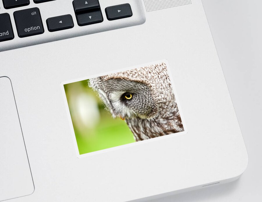 Owl Sticker featuring the photograph Great Gray Owl close up by Simon Bratt