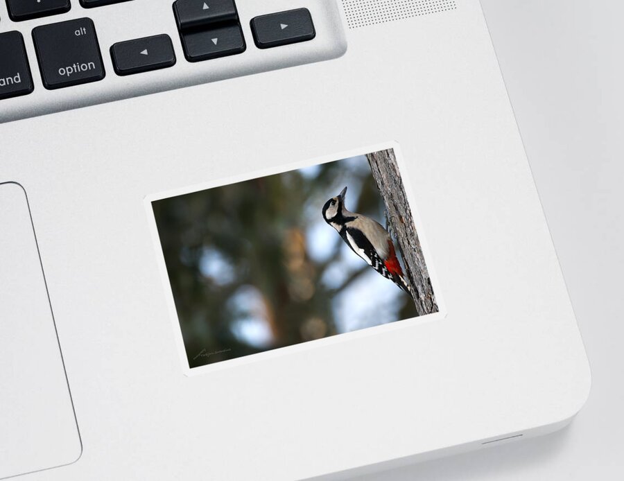 Great Spotted Woodpecker Sticker featuring the photograph Great Spotted Woodpecker by Torbjorn Swenelius