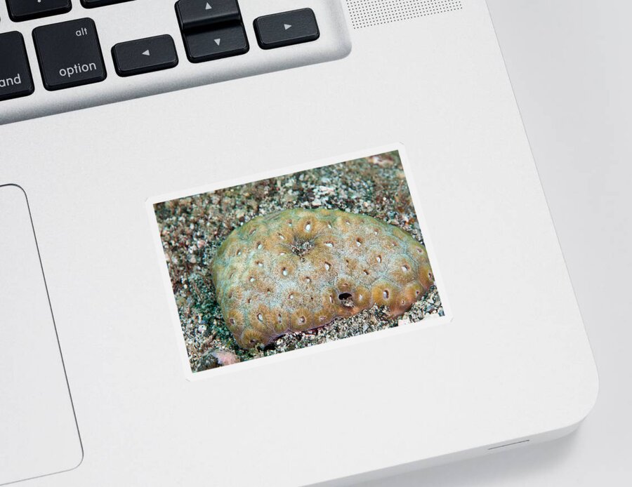 Great Star Coral Sticker featuring the photograph Great Star Coral by Andrew J. Martinez