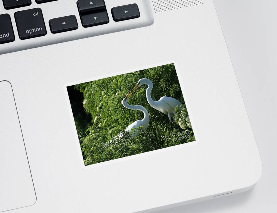 Great White Egrets Sticker featuring the photograph Great White Egret Lovers by Sabrina L Ryan