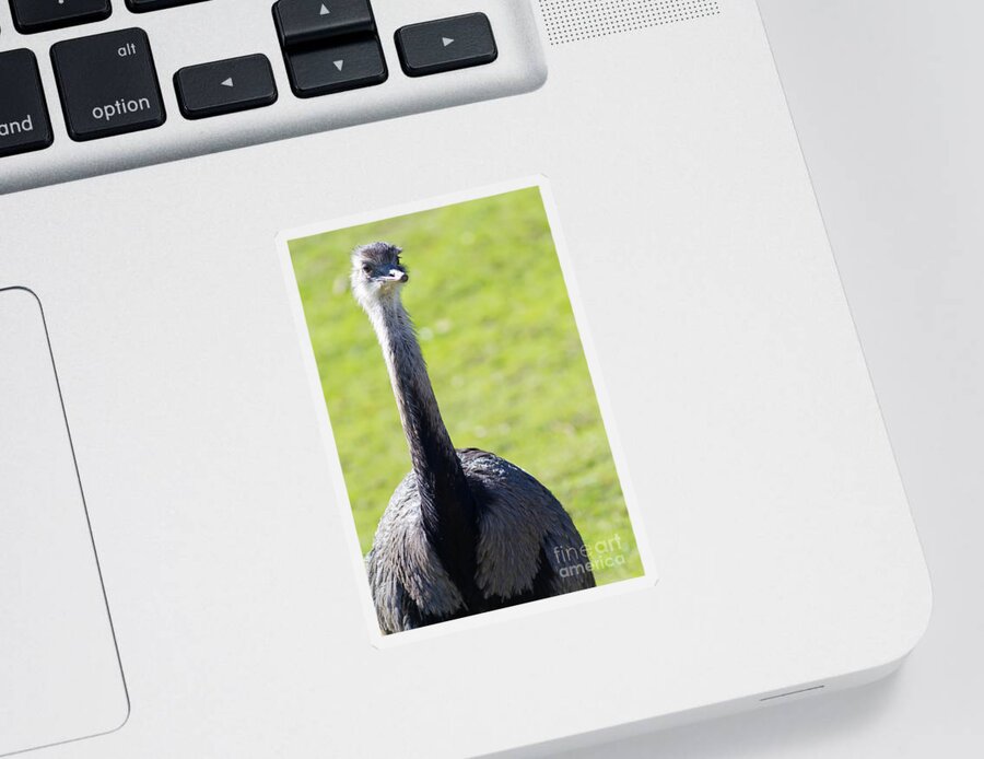 Greater Rhea Sticker featuring the photograph Greater Rhea 7D9038 by Wingsdomain Art and Photography