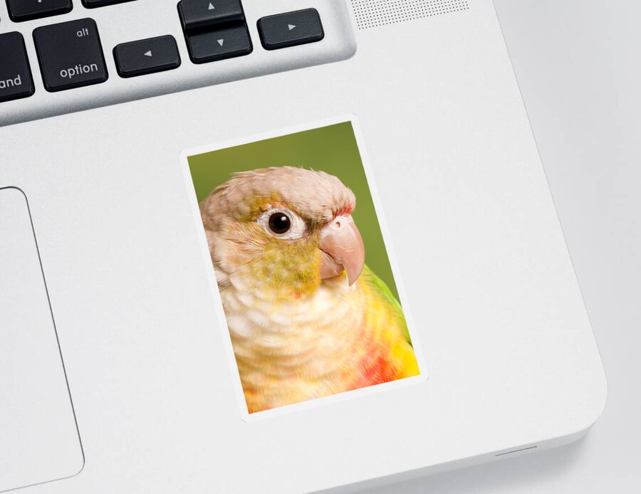 Green-cheeked Conure Sticker featuring the photograph Green-cheeked Conure Pineapple P by David Kenny