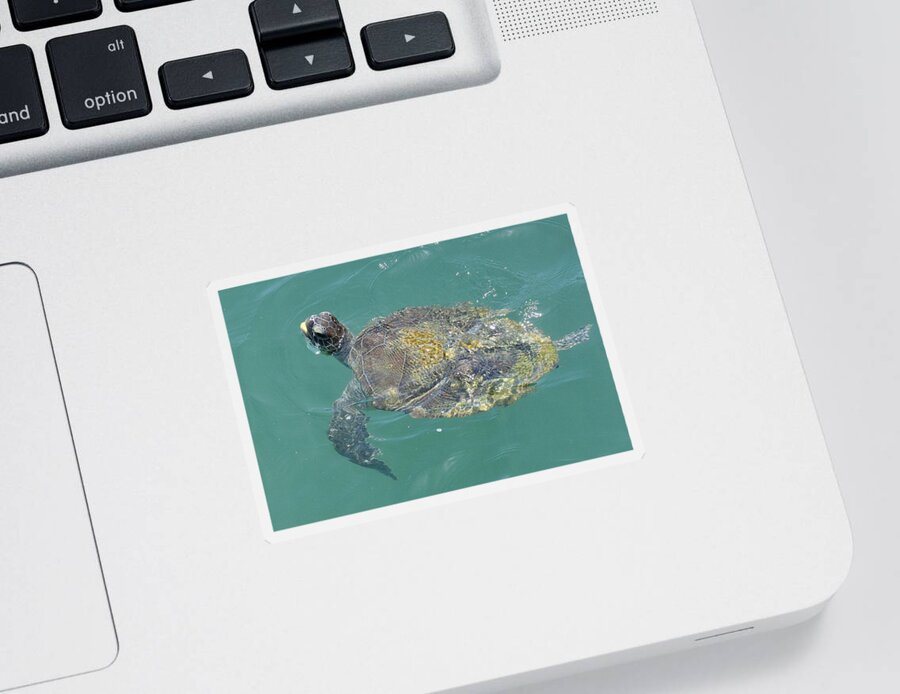 Bradford Martin Sticker featuring the photograph Green Sea Turtle by Bradford Martin