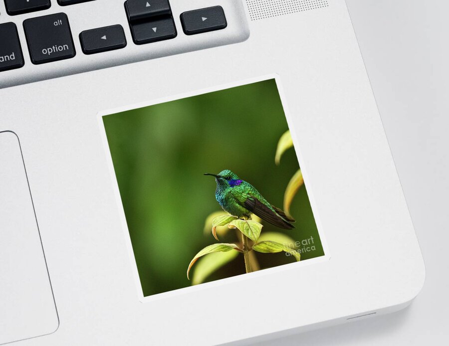 Bird Sticker featuring the photograph Green Violetear Hummingbird by Heiko Koehrer-Wagner