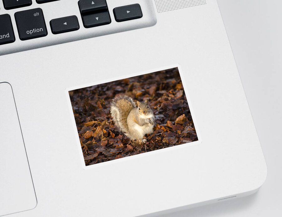 Squirrel Sticker featuring the photograph Grey squirrel by Spikey Mouse Photography