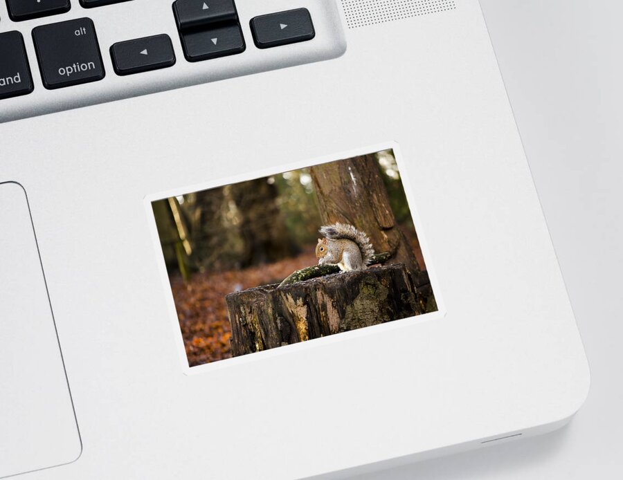Squirrel Sticker featuring the photograph Grey Squirrel on a Stump by Spikey Mouse Photography