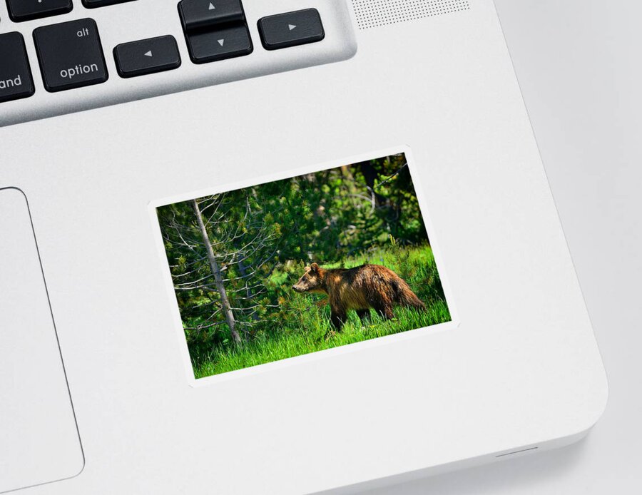 Grizzly Sticker featuring the photograph Grizzly Bear 760 by Greg Norrell