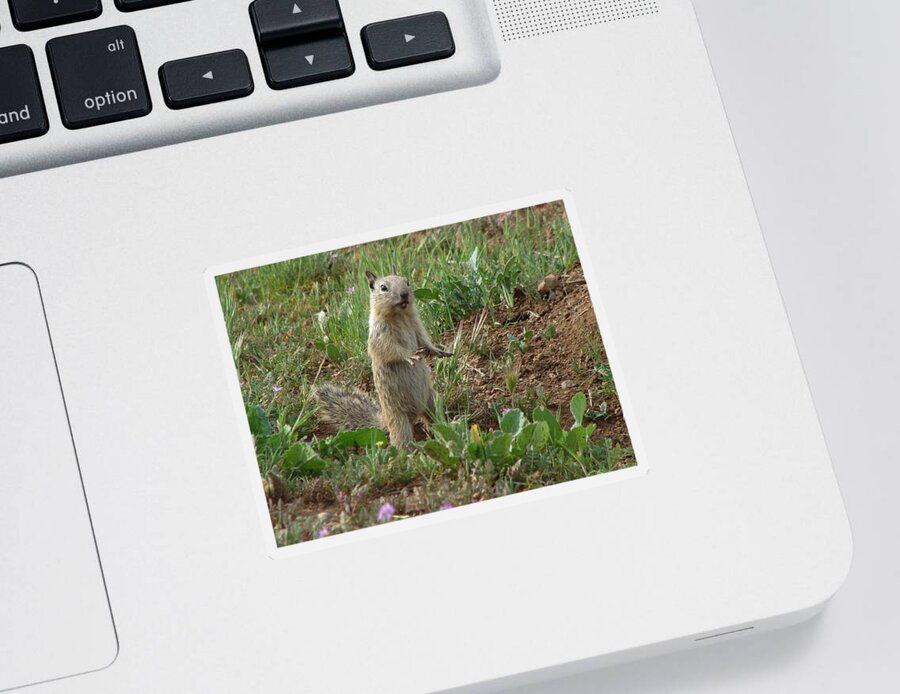 Wildlife Sticker featuring the photograph Ground Squirrel by Carl Moore