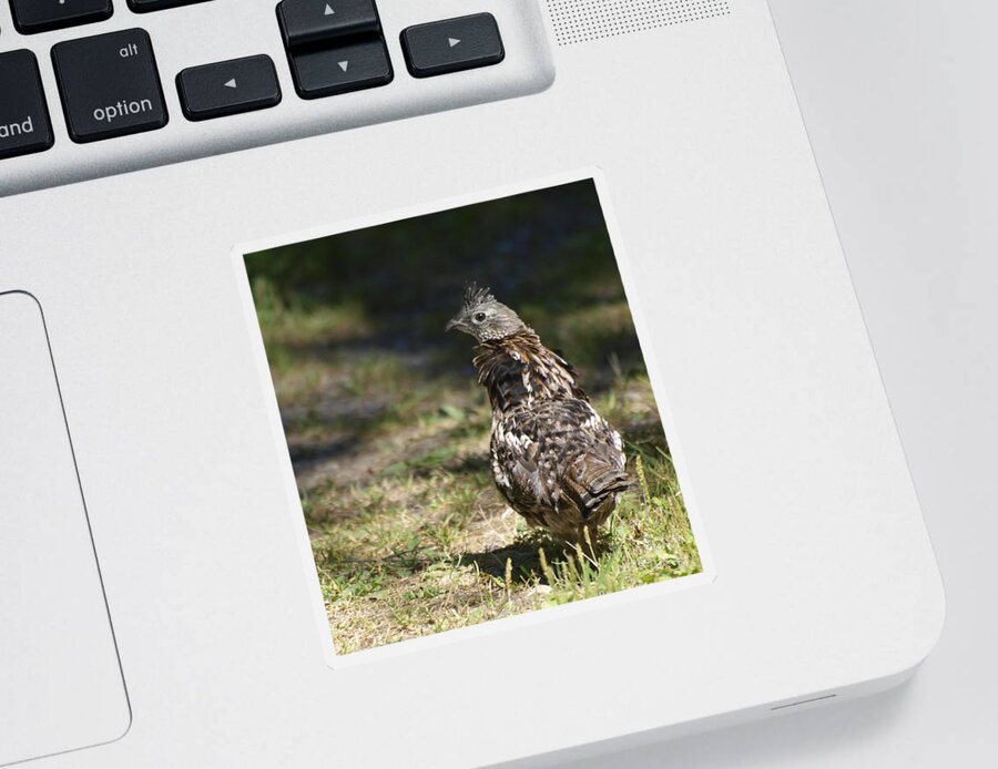 Grouse Sticker featuring the photograph Grouse Hunter by Vivian Martin