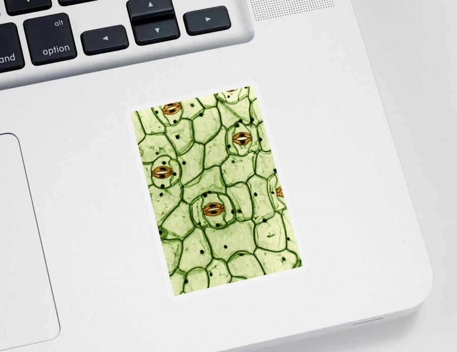 Science Sticker featuring the photograph Guard Cells And Stomates In Spiderwort by Omikron