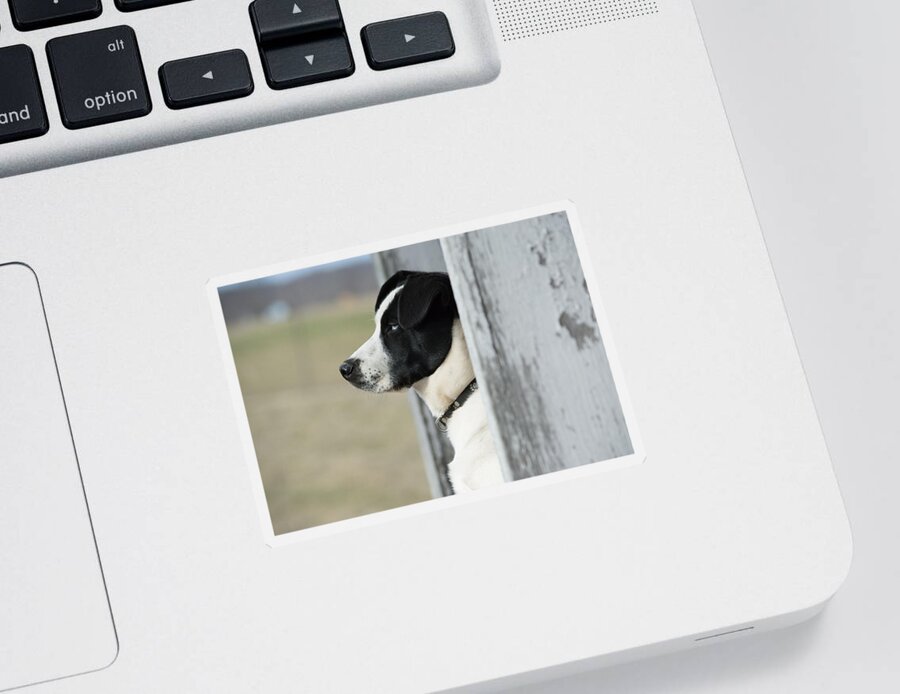 Pet Sticker featuring the photograph Guard Dog by Holden The Moment