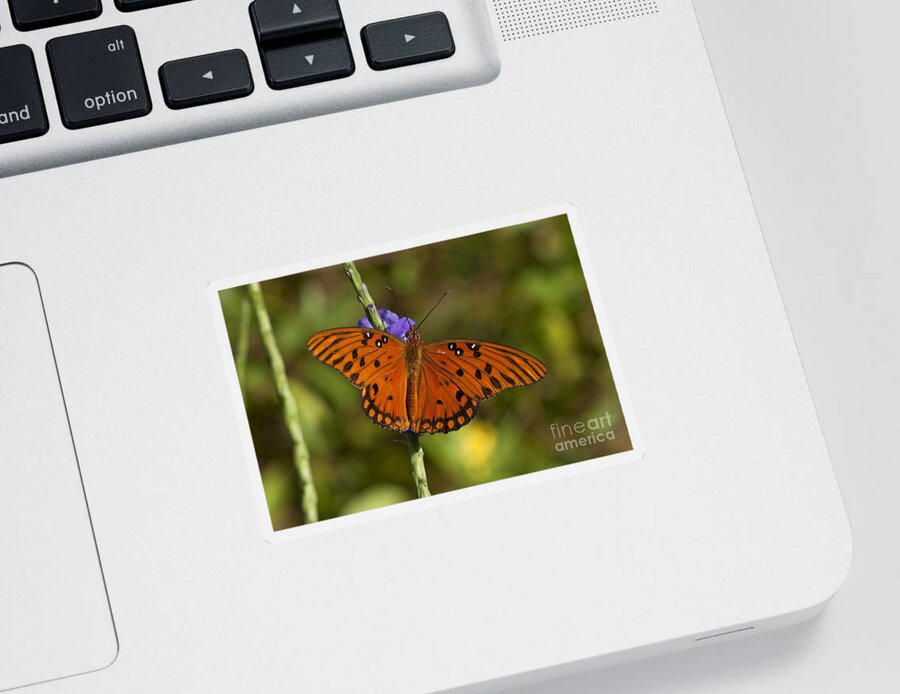 Butterfly Sticker featuring the photograph Gulf Fritillary Butterfly by Meg Rousher