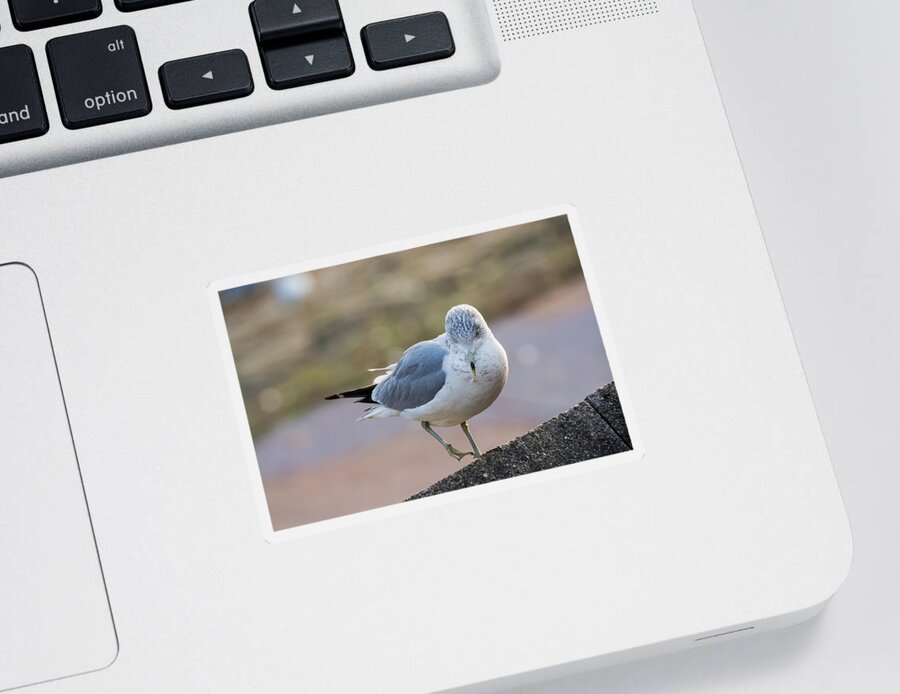 Gull Sticker featuring the photograph Gull by Holden The Moment