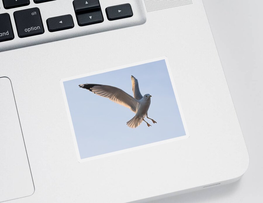 Gull Sticker featuring the photograph Gull Ready to Land by Holden The Moment